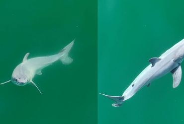 Rare Sighting of Newborn Great White Shark in the Wild
