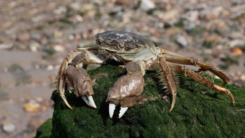 The Invasion of Chinese Mitten Crabs: A Threat to European Ecosystems