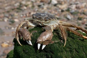 The Invasion of Chinese Mitten Crabs: A Threat to European Ecosystems