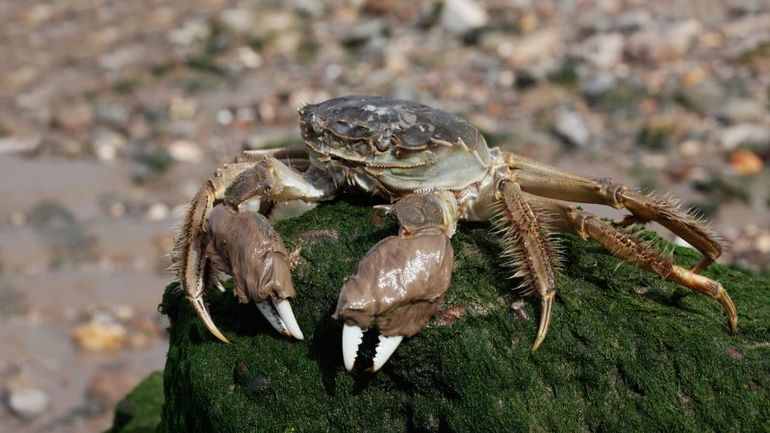 The Invasion of Chinese Mitten Crabs: A Threat to European Ecosystems