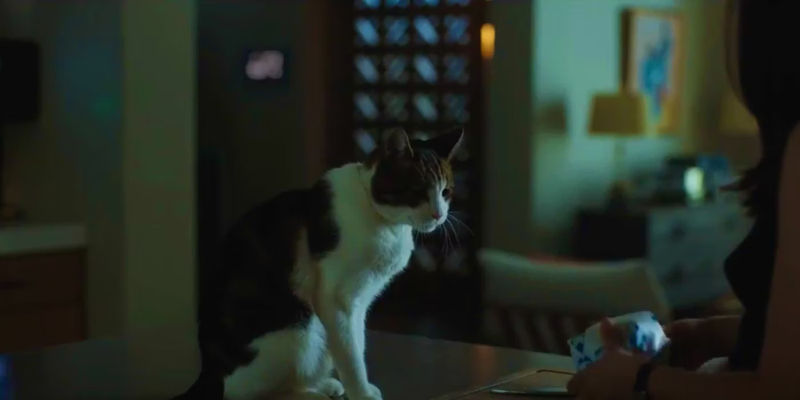 Max the Cat waiting to get fed in Mr. & Mrs. Smith