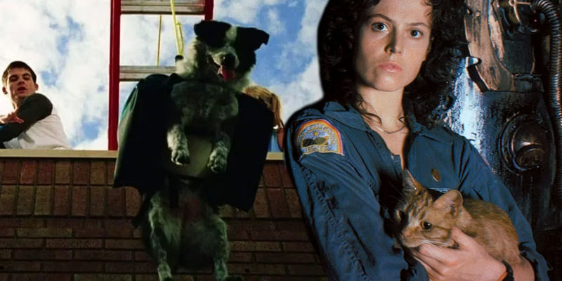 Chips the dog on a lift in Dawn of the Dead next to Jonesy being held by Ripley in Alien