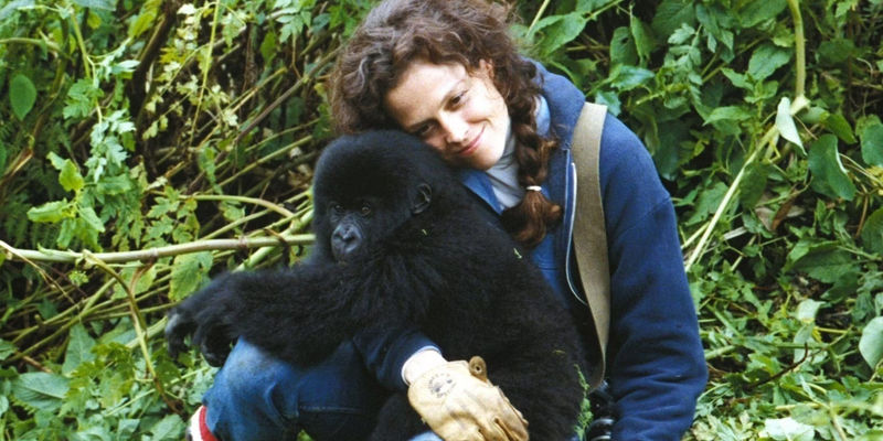Sigourney Weaver hugs a baby gorilla in Gorillas In The Mist 