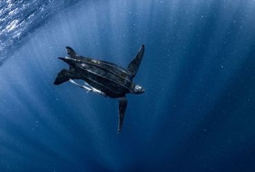 The Endangered Journey: The Plight of Migratory Creatures