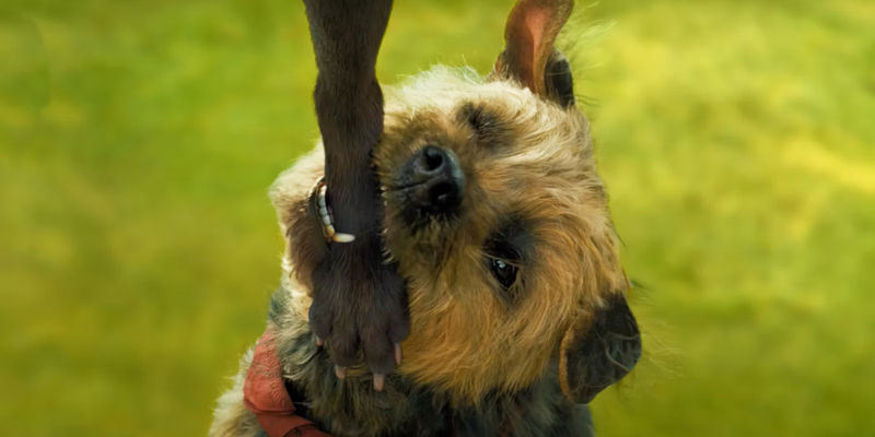 A dog from Strays biting