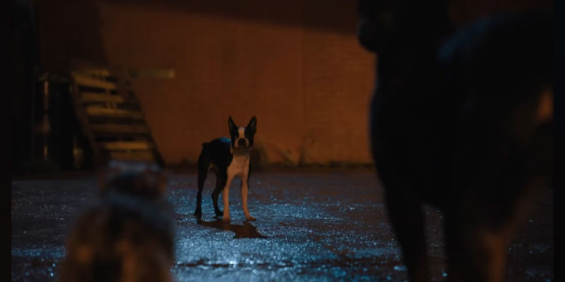 Bug first scene in Strays