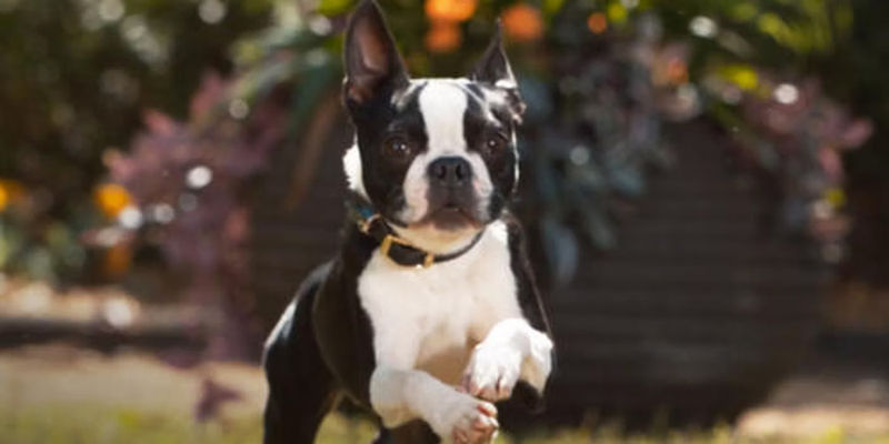 Bug thedog running in Strays