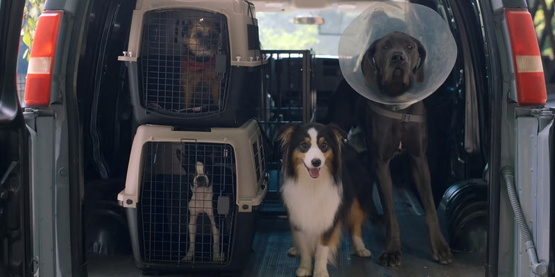 Reggie Bug Hunter and Maggie being taken to the pound in Strays