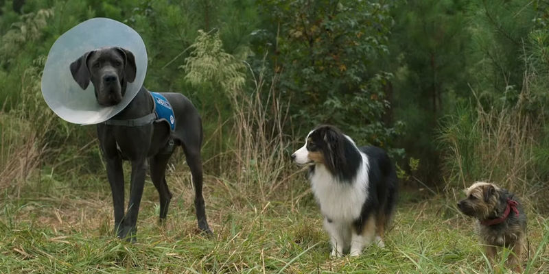 Reggie Hunter and Maggie in Strays