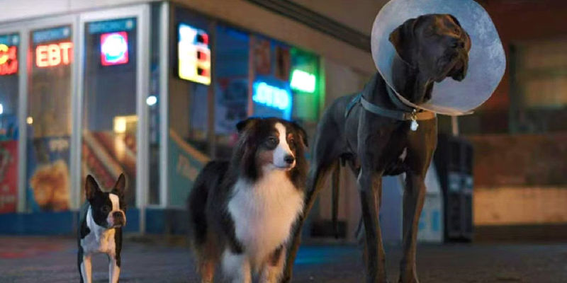Three stray dogs looking at Reggie in Strays