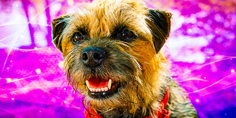 7 Unique Dog Breeds in the Hilarious Movie 'Misfits'