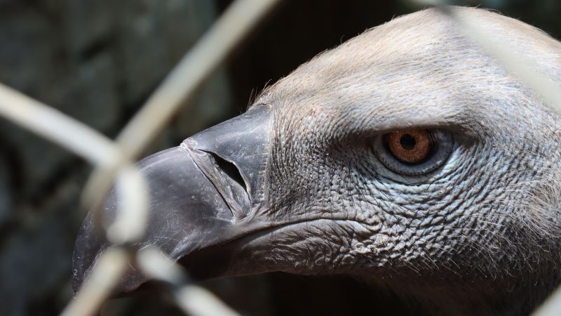 The Majestic Vultures: Guardians of the Ecosystem