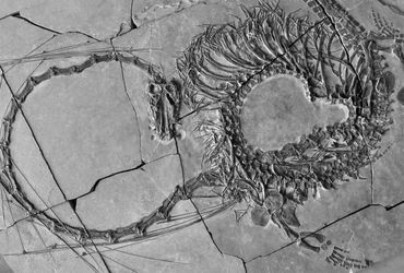 Exploring the Enigmatic Creatures of the Ancient World