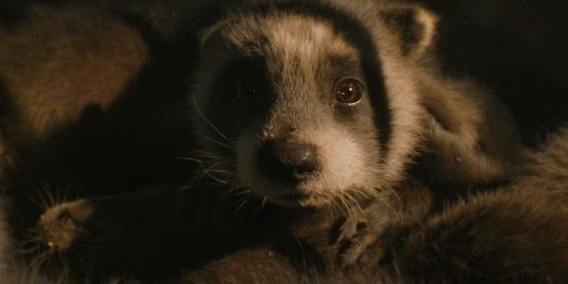 Baby Rocket Raccoon looking scared