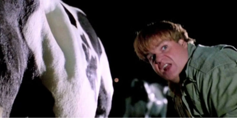 Tommy Boy with a Cow - An Act That is Basically Impossible - Sleeping Cows Can Be Tipped