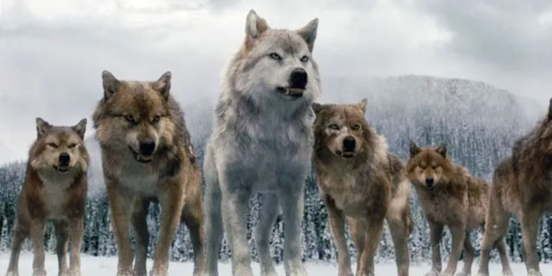 Wolves in Twilight Breaking Dawn - Wolves are Non-Violent Towards Humans - Wolves Are Dangerous Towards Humans