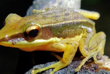 Unprecedented Discovery: Frog in India Found with Rare Mushroom Growth
