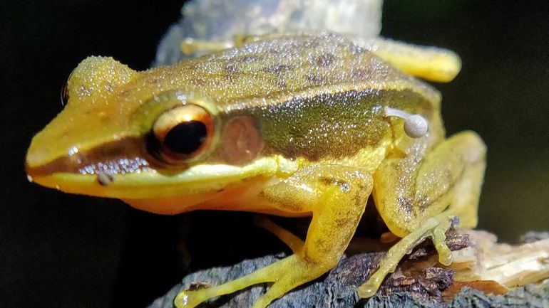 Unprecedented Discovery: Frog in India Found with Rare Mushroom Growth
