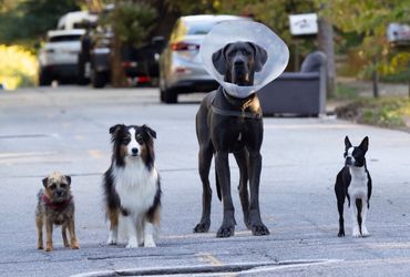 Strays Voice Cast: Meet the Actors and Characters