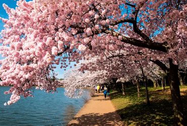 Chasing Cherry Blossom Magic: Best Times in 2024