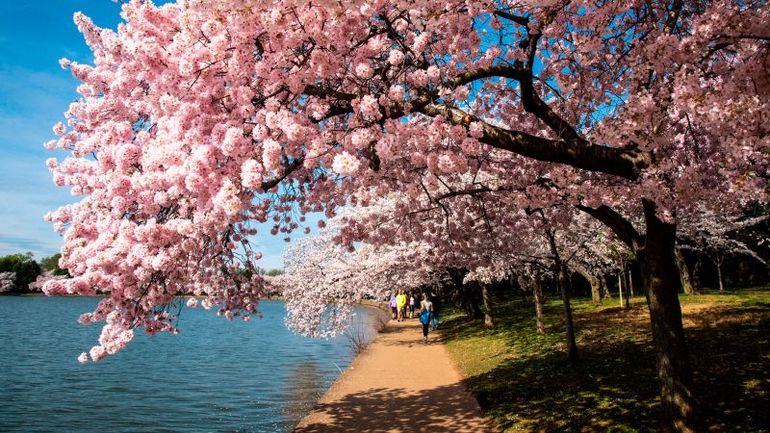 Chasing Cherry Blossom Magic: Best Times in 2024