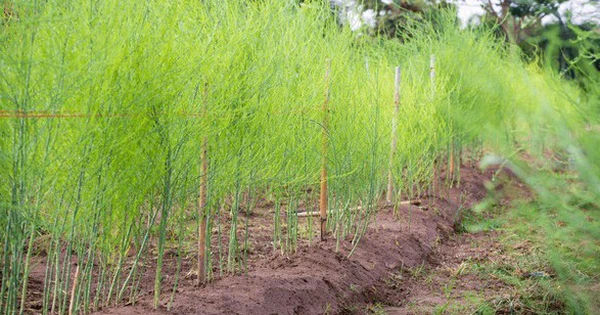 Măng tây - Rau xanh bổ dưỡng cho sức khỏe toàn diện