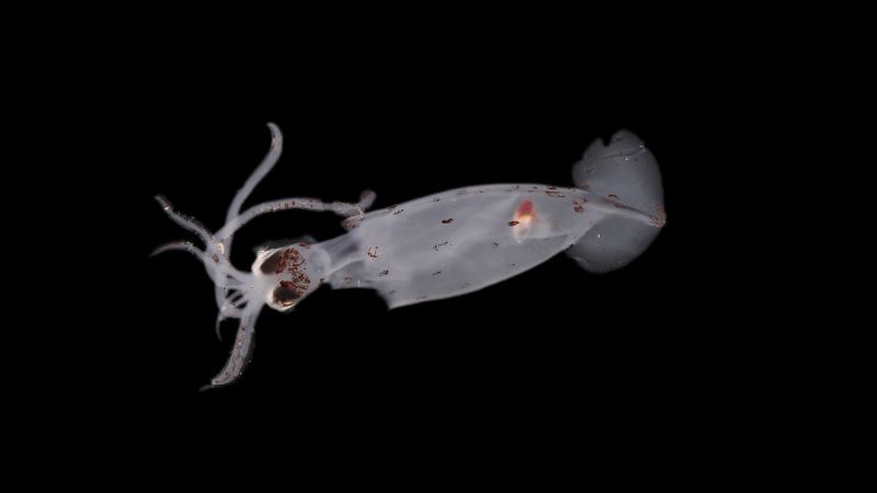 Explorers Uncover 100 Undiscovered Deep-Sea Species, Revealing a Mysterious Creature