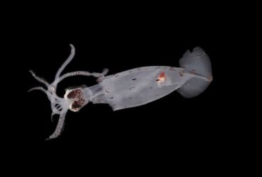 Explorers Uncover 100 Undiscovered Deep-Sea Species, Revealing a Mysterious Creature
