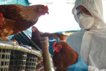 Bí ẩn cúm gia cầm: Tại sao người lại mắc phải đợt dịch này?