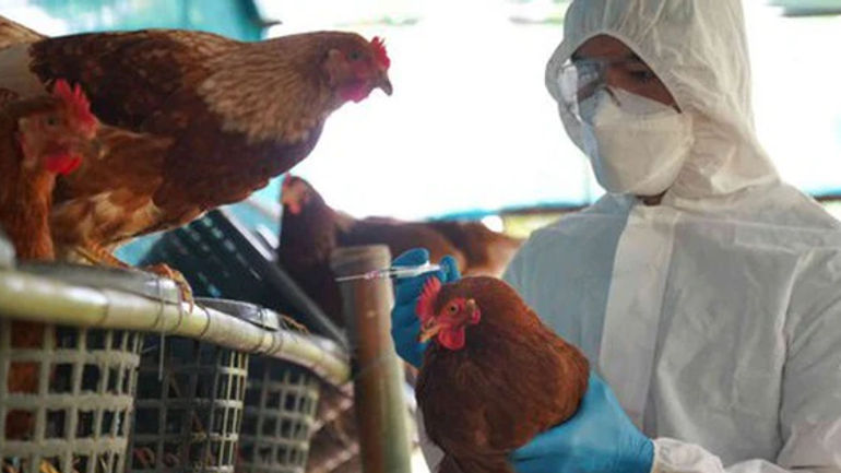 Bí ẩn cúm gia cầm: Tại sao người lại mắc phải đợt dịch này?