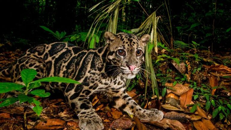 Exploring the Wildlife: Captivating Images of Malaysia's Wild Cats in Lush Jungles