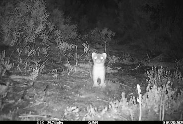 The Expensive Mission: Eliminating a Lone, Elusive Creature