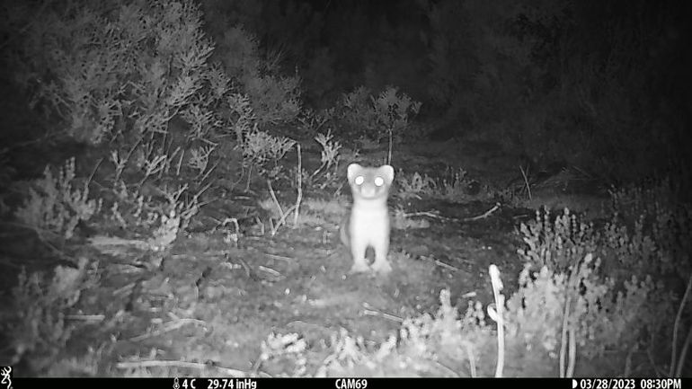 The Expensive Mission: Eliminating a Lone, Elusive Creature