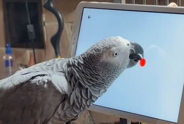 Parrots Engaging with Tablet Technology for Enrichment