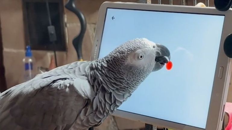Parrots Engaging with Tablet Technology for Enrichment