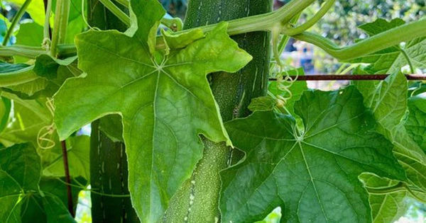 Khám phá sức khỏe và làm đẹp từ lá mướp