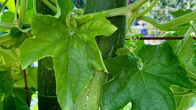 Khám phá sức khỏe và làm đẹp từ lá mướp