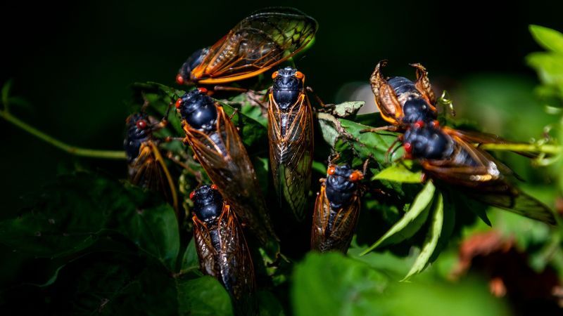 The Buzz of Cicadas: Anticipating the Unprecedented Emergence