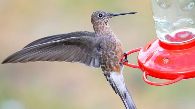 Researchers uncover the secret of giant hummingbirds using miniature trackers