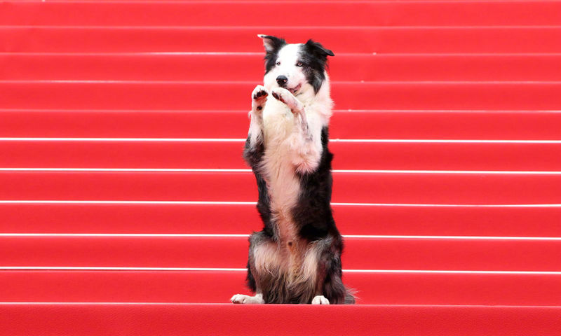 Chú chó Messi và hành trình đầy bất ngờ tại Liên hoan phim Cannes