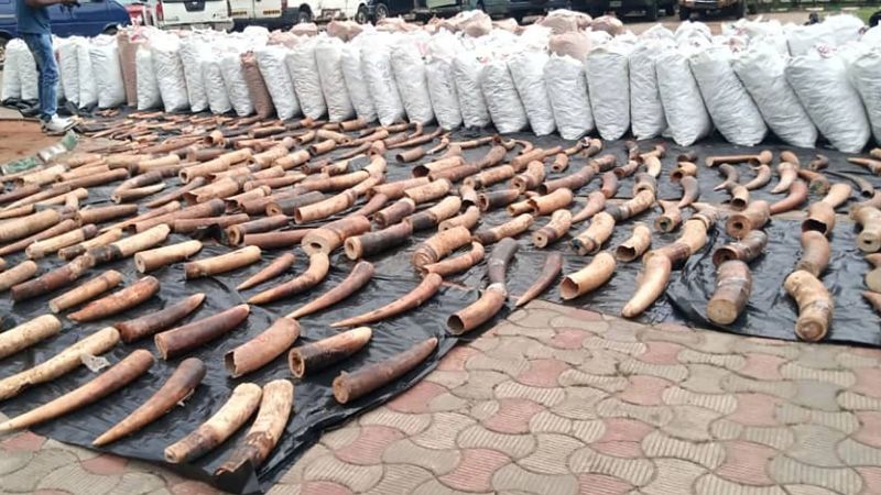 Nigeria Breaks Records, Destroying $112 Million Worth of Seized Elephant Tusks