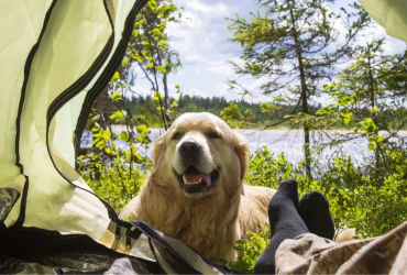 The Ultimate Guide to Pet-Friendly Camping: Your Must-Have Tips and Tricks