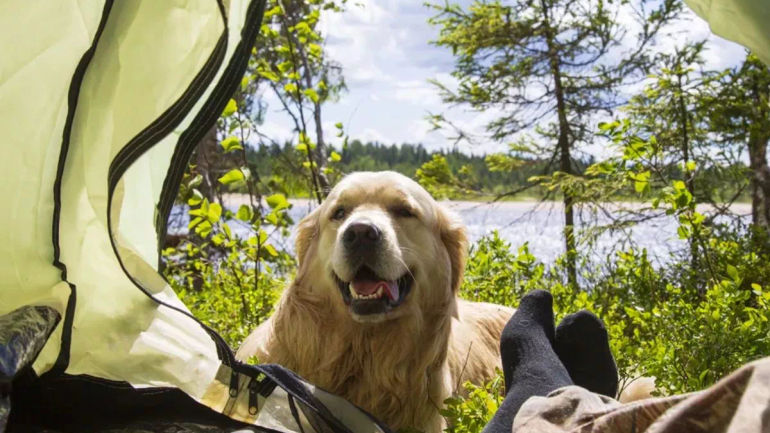 The Ultimate Guide to Pet-Friendly Camping: Your Must-Have Tips and Tricks