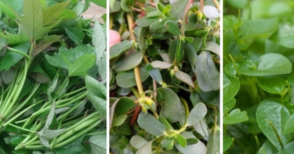 Top 3 loại rau dân dã chất lượng mùa hè vượt trội hơn cả nhân sâm và thuốc bổ