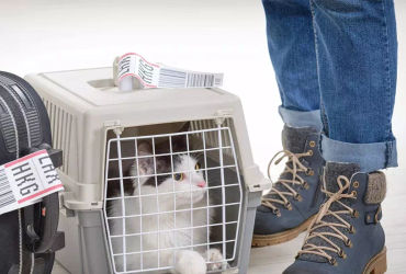 The Ultimate Guide: Expert Tips for a Purr-fect Journey with Your Feline Companion
