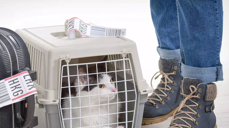 The Ultimate Guide: Expert Tips for a Purr-fect Journey with Your Feline Companion