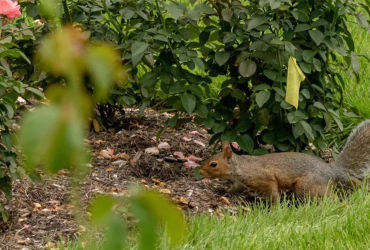 The Ultimate Guide to Squirrel-Proofing Your Garden for a Bountiful Harvest