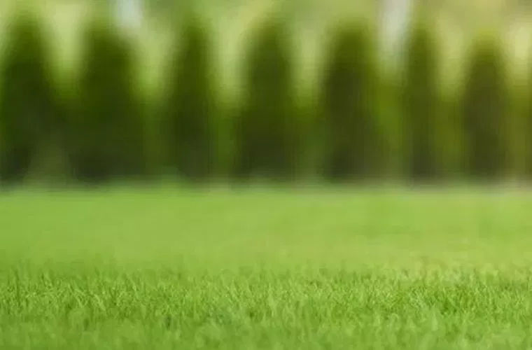 The Ultimate Guide to Achieving a Lush and Perfect Lawn