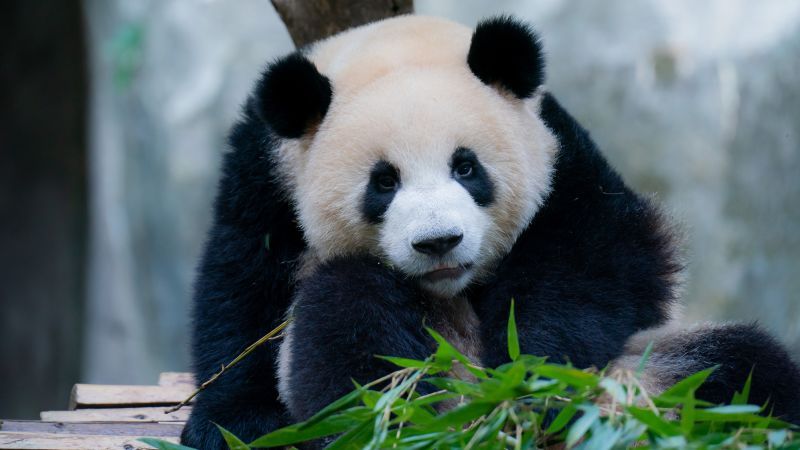 Panda Diplomats: Captive Giant Pandas Face Surprising Jet Lag Effect, Study Reveals