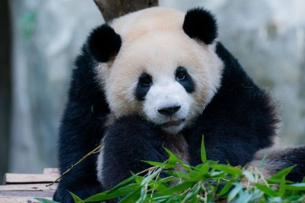 Panda Diplomats: Captive Giant Pandas Face Surprising Jet Lag Effect